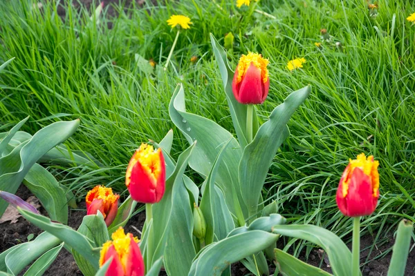 çim kırmızı lale 