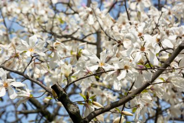 Bir bahçe bir Manolya dallarında