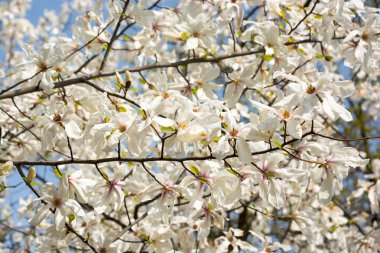 Bahçede bir Manolya dallarında