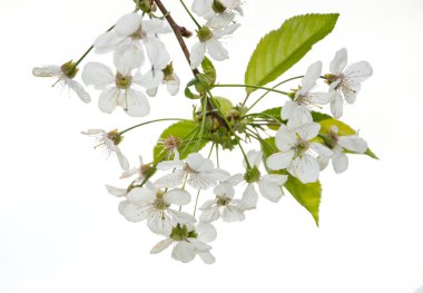 kiraz çiçekleri beyaz bir arka plan üzerinde Şubesi