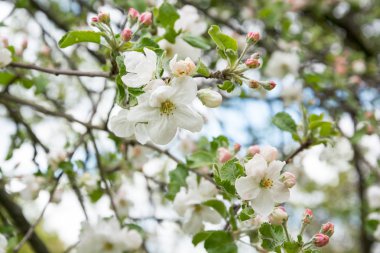 çiçek açması elma ağacının dalını