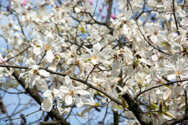 Rami di una magnolia in un giardino — Foto Stock