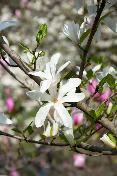 Oddziały Magnolia — Zdjęcie stockowe