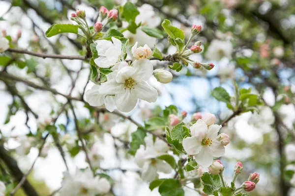 çiçek açması elma ağacının dalını
