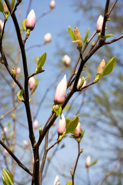 Magnolia pąki, oddziały Magnolia. — Zdjęcie stockowe