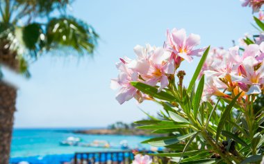 Pembe çiçekler, palmiye ağacı ve Deniz Manzaralı Kıbrıs sahil