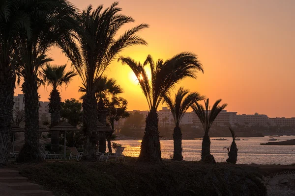 Deniz ve palmiye ağaçları ile plaj bakan günbatımı.