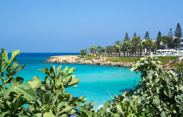 Deniz kenarı, sessiz, güneşli bir günde defne.