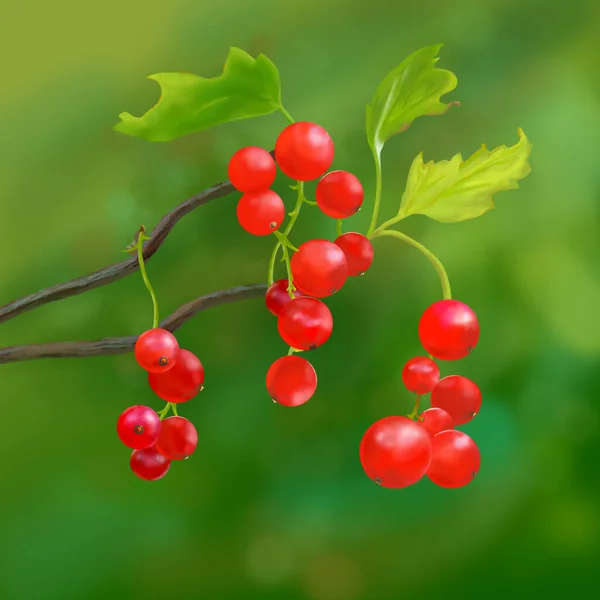 Red Currant Berries Natural Bokeh Background Illustration — Stock Photo, Image