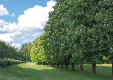 Bahar kestane sokakta
