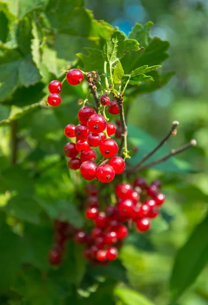 Red currant berries — Stock Photo, Image