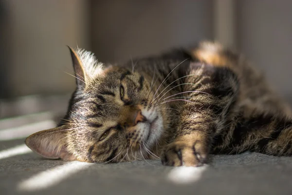 The cat is lying in the sunshine — Stock Photo, Image