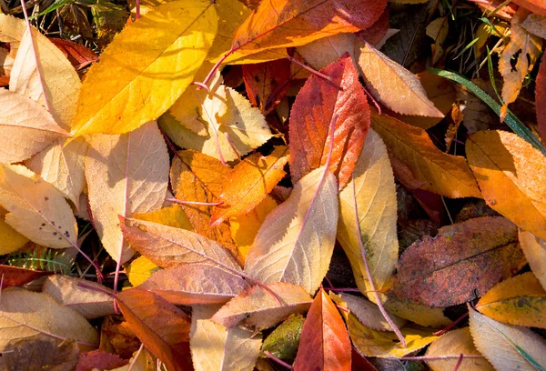 Background of leaves covered with frost. — Stock Photo, Image