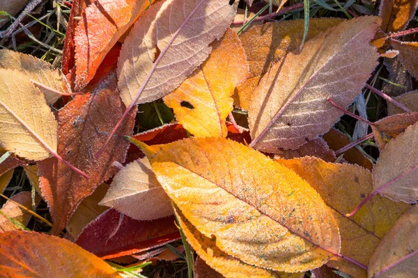 Background of leaves covered with frost. — Stock Photo, Image