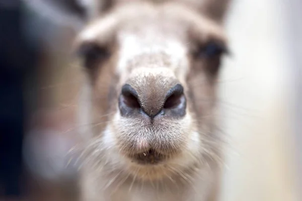 Kangaroo Närbild — Stockfoto