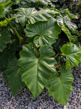 Doğal filodendron gloriosum, temiz yaprak damarları ile kalp şeklinde yaprakları olan bir bitki..