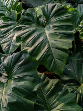 Doğal filodendron gloriosum, temiz yaprak damarları ile kalp şeklinde yaprakları olan bir bitki..
