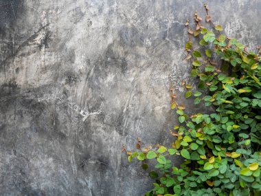Kırsal çatı katı beton arka planında yeşil sürünen incir bitkisi.