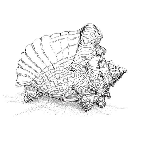 Dibujo decorativo de concha marina — Archivo Imágenes Vectoriales