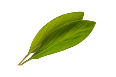 Kızıl yapraklar beyaz arkaplanda izole edilmiş.