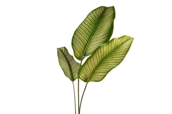 Calathea Ornata Folhas Tropicais Isoladas Sobre Fundo Branco — Fotografia de Stock