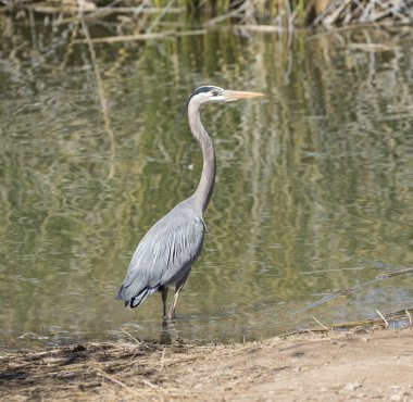 Heron, su