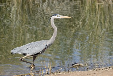 Gri balıkçıl gölet