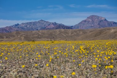 Süper bir çiçeklenme sırasında Ölüm Vadisi