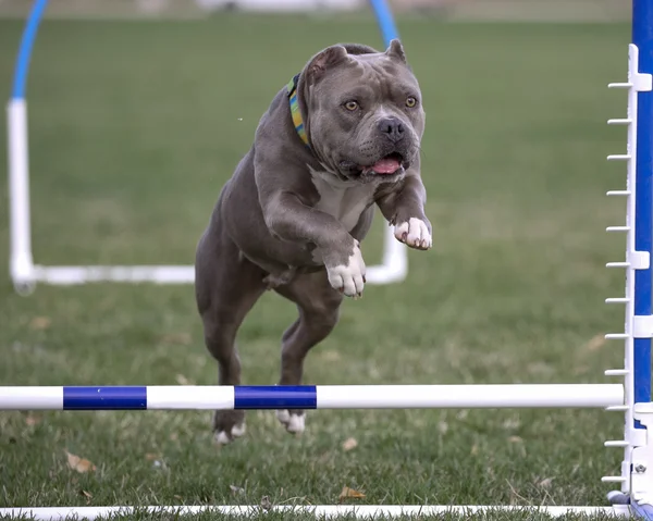 Närbild på hund gå över ett hopp på agility — Stockfoto