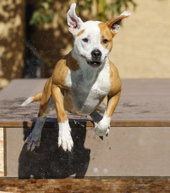 Bir havuz içine dalış Pitbull