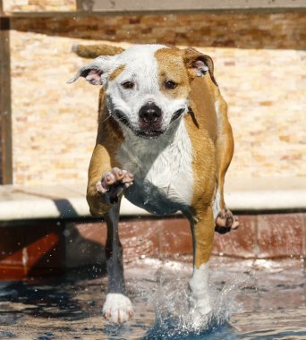 Gülümseyen köpek suya gidiyor