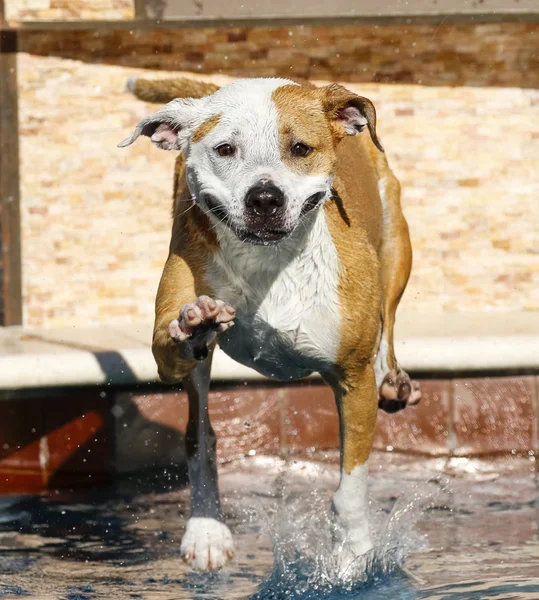 水に入る笑顔の犬 — ストック写真
