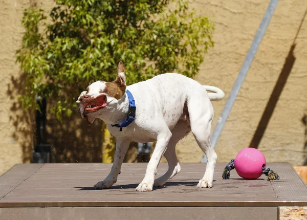 Cane facendo una faccia divertente mentre scuotendo l'acqua — Foto Stock