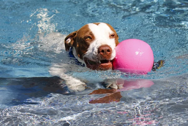 Pitbull nadando con una pelota rosa — Foto de Stock