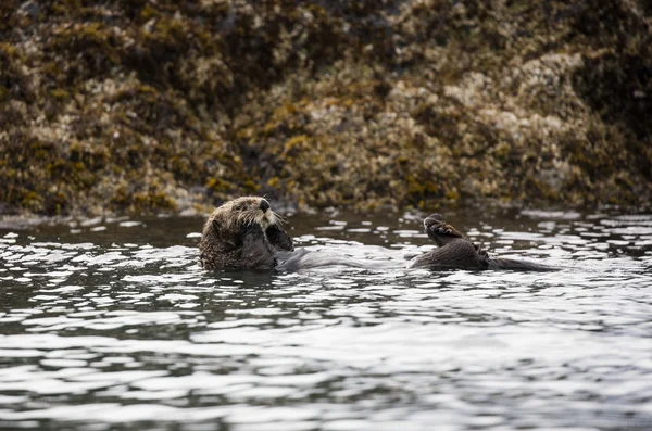 Sea Otter flotando sobre su espalda en la bahía — Foto de Stock