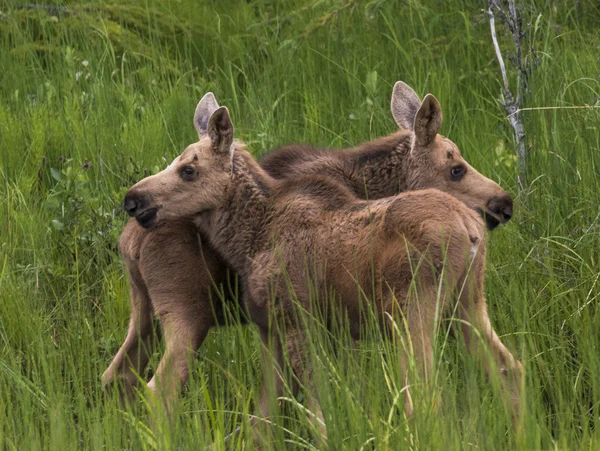 Twin bebê alce de pé em um campo — Fotografia de Stock