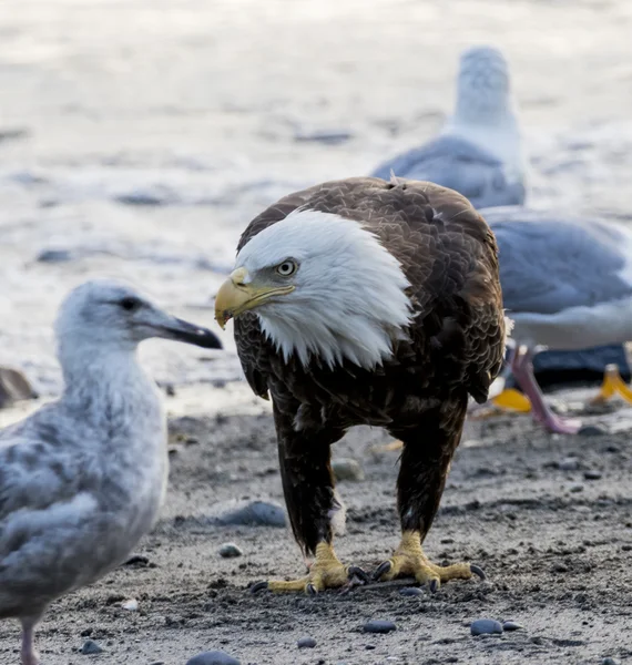 Bald Eagle on the beach looking for fish — Stock Photo, Image