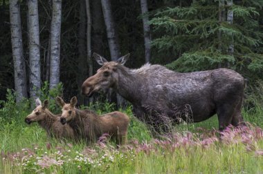 Mother moose and her twin calves clipart