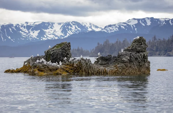 Grouping of black footed Kittiwake 's and seagulls on a rock — стоковое фото