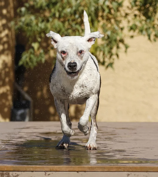 Cão branco feliz correndo da doca — Fotografia de Stock