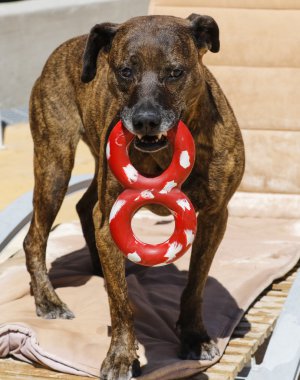 Bir römorkör oyuncakla brindle köpek
