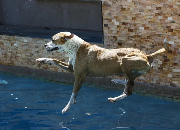 Perro a punto de aterrizar en la piscina — Foto de Stock