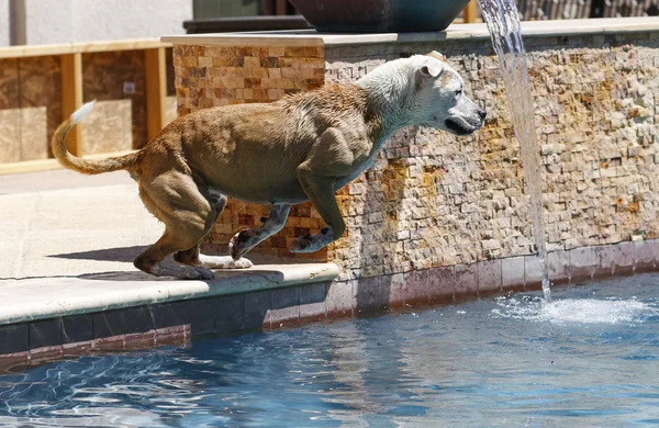 Dog on the edge of a swimming pool — Stock Photo, Image