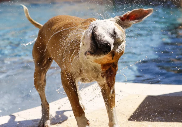 Perro sacudiendo el agua — Foto de Stock