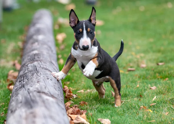 Mini Bull Terrier Puppy Grass Standing Log — Stock Photo, Image