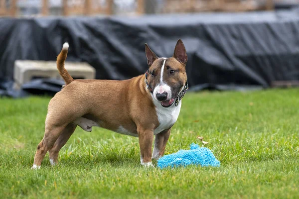 Vermelho Mini Touro Terrier Grama Com Brinquedo — Fotografia de Stock