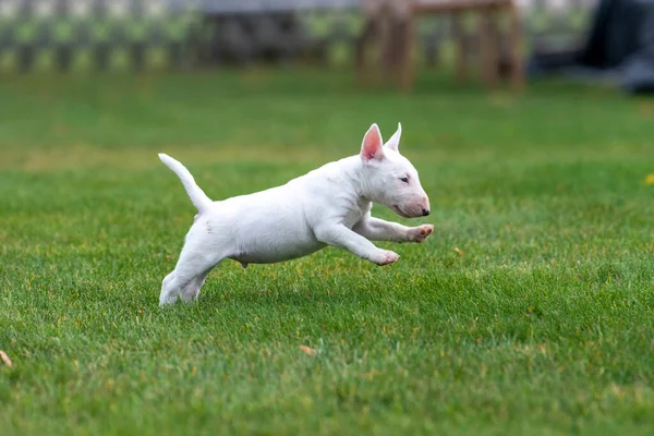 Blanco Mini Toro Terrier Cachorro Corriendo Hierba — Foto de Stock
