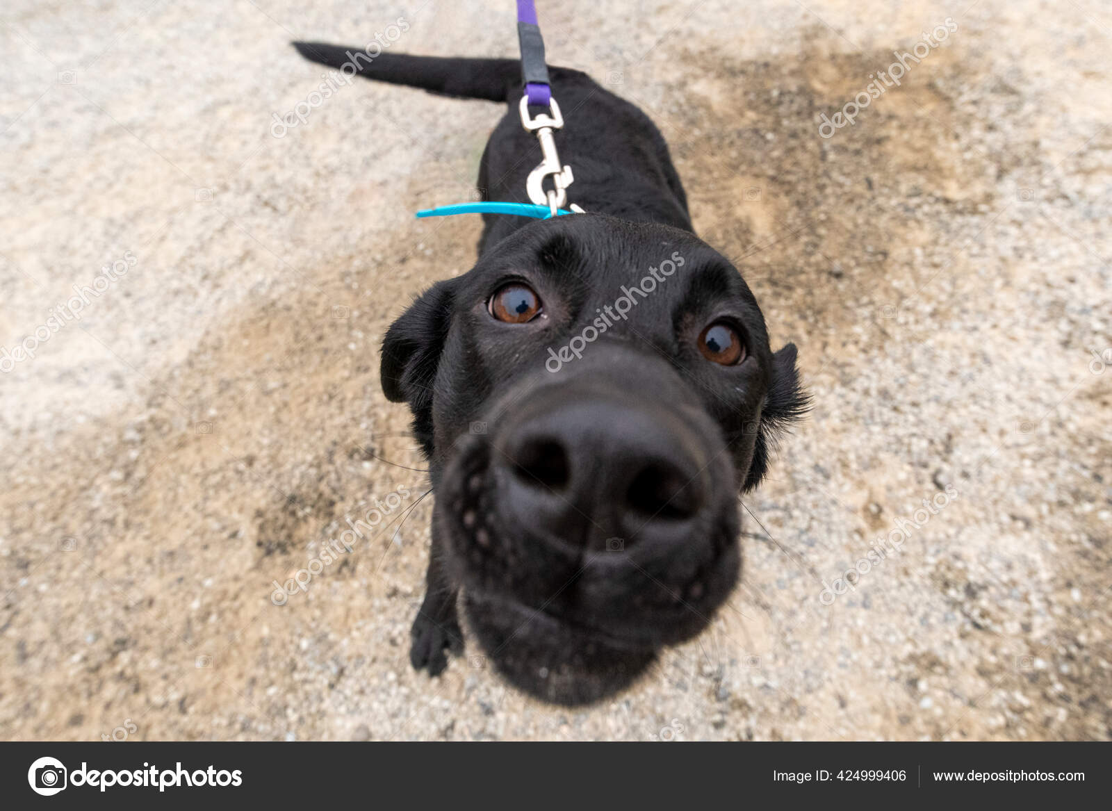 Can Dogs Eat Fish Eyes