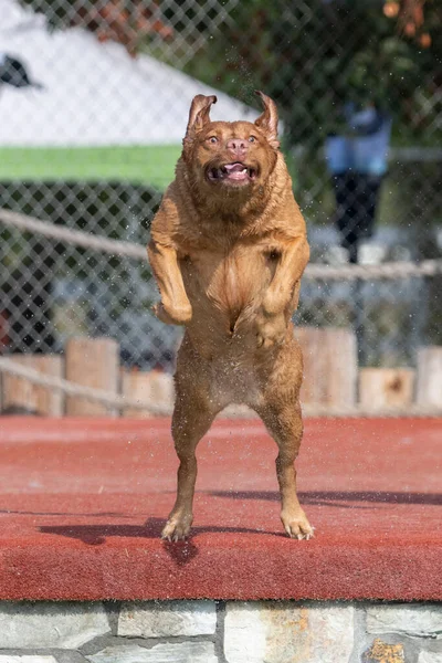 Labrador Retriever Amarillo Húmedo Saltando Una Piscina Haciendo Una Cara — Foto de Stock