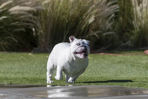 Bulldog Inglés Blanco Mojado Corriendo Por Hierba Después Salir Una — Foto de Stock